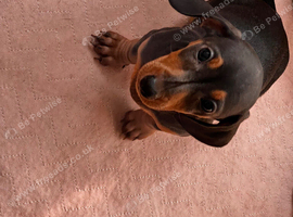 Stunning Miniature Dachsund Puppies