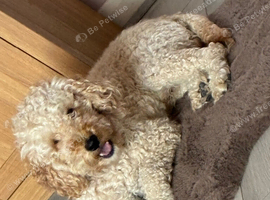 STUD Beautiful cookerpoo