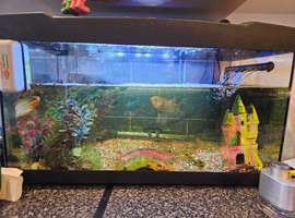Full fish tank and fish (gouramis)