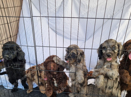 Cockerpoo pups