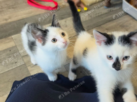 Kittens