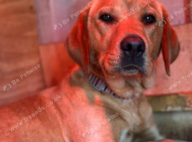 RKC REG'D GOLDEN YELLOW BEAUTIFUL LAB PUPS