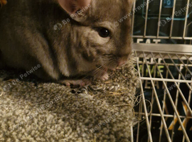 Male chinchilla