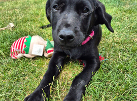 Labrador Pup For sale