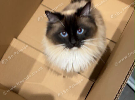 The cat Tofu