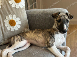 beautiful kc reg male whippet pup