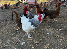 Light Sussex breeding group