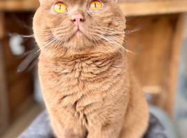 Stud duties  beautiful cinnamon boy