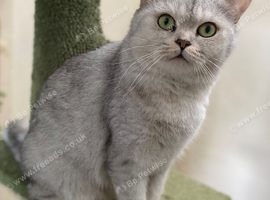 TICA registered adult cats