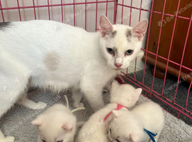 5 beautiful kittens