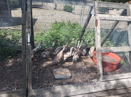 POL Indian Runner Ducks