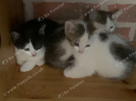 3 kittens for sale