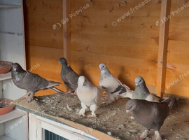 Turkish takla pigeon for sale