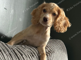 Cocker spaniel puppy &pound;500