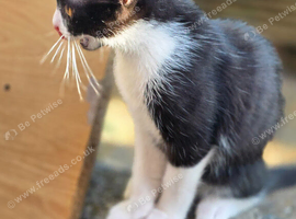 Kittens   ready for forever home