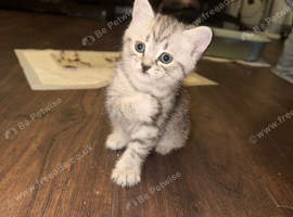 Beautiful BSH &times; Siberian Kittens