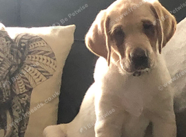 Labrador pup