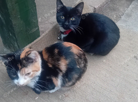 2 kittens