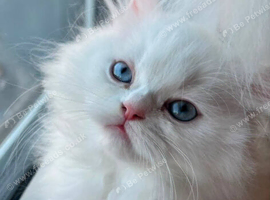 Gorgeous Persian Family &ndash; Mum & 2 Beautiful 7-Month-Old Girls ️