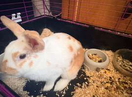 Female rabbit