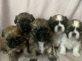 Shih Tzu puppies
