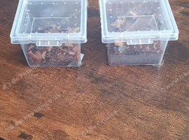 2 Baby Spiderlings For Sale or Swap