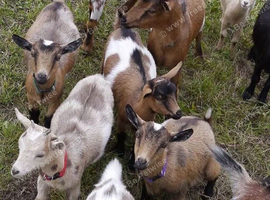 Free goats