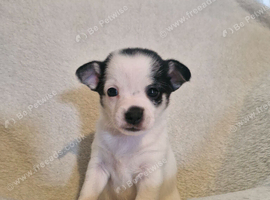 Pomchi boy and girl can leave NOW