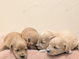 F1 Apricot & Cream Maltipoo Puppies