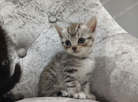 British Shorthair X