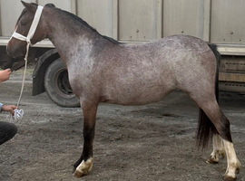 Bay roan yearling filly