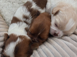 Imperial Shitzu puppies