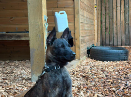 Mali boy pup