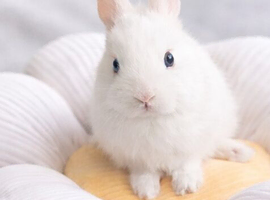 Beautiful Netherland dwarf bunnies