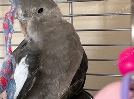 Male whiteface cockatiel
