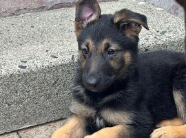 Belgian malinmois x Alsatian puppies