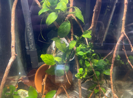 Betta fish and aquarium,