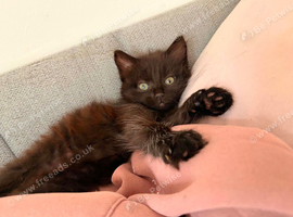 Girl kitten looking for forever home