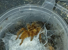 6cm Obt Tarantulas