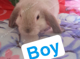 Mini lop