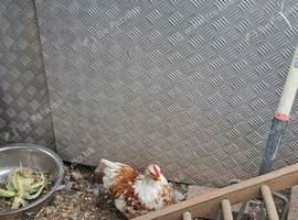 White and brown/white pekin bantams cockbird chicken available