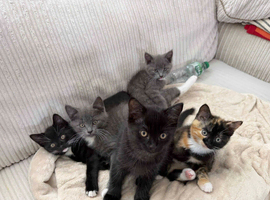 5 Beautiful, Affectionate Kittens Ready for Their Forever Homes