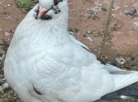 King Pigeons for Sale in Harlow