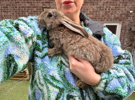 Continental Giant X New Zealand White Doe Bunnies