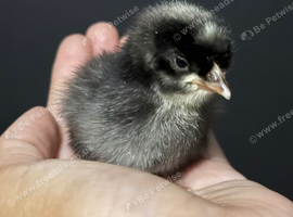 Chicks
