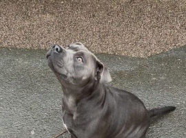 Blue staffy