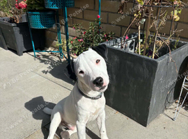 Rehome: Pure Bred Jack Russell