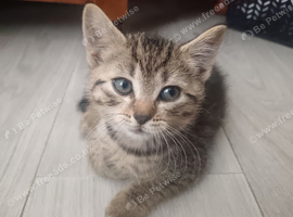 5 Beautiful Tabby Kittens