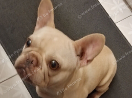 Female french Bulldog
