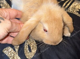 Free rabbits